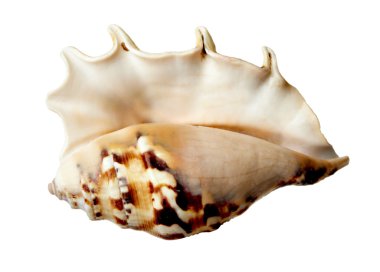 seashel deniz yaşam deniz