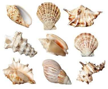 seashel deniz yaşam deniz
