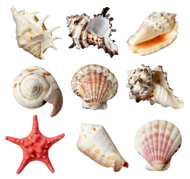 seashel deniz yaşam deniz