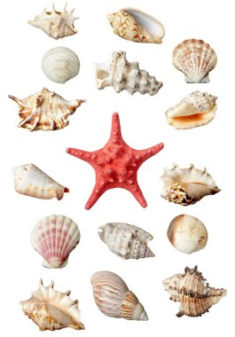 seashel deniz yaşam deniz