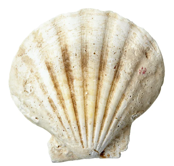 Seashel sea life marine — Stock Photo, Image