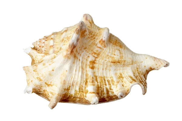Θαλάσσια ζωή θάλασσα seashel — Φωτογραφία Αρχείου