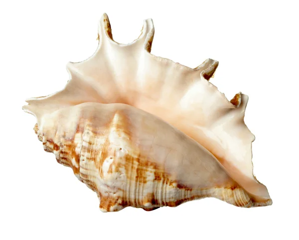 Seashel sea life mořské — Stock fotografie