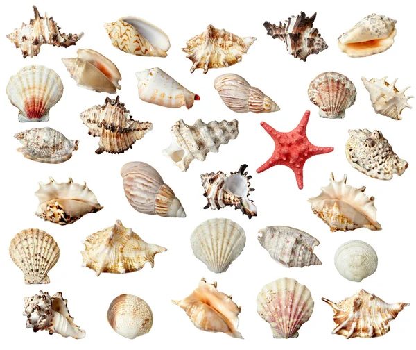 Seashel deniz yaşam deniz — Stok fotoğraf