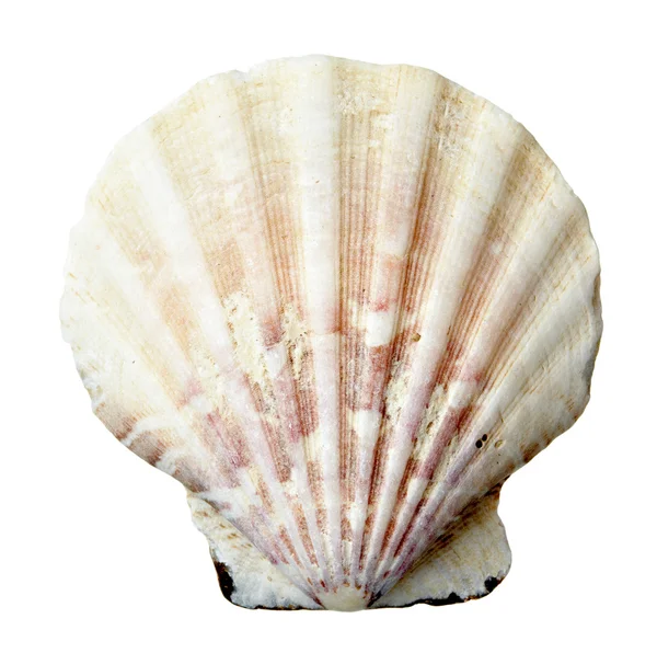 Seashel vida marinha — Fotografia de Stock