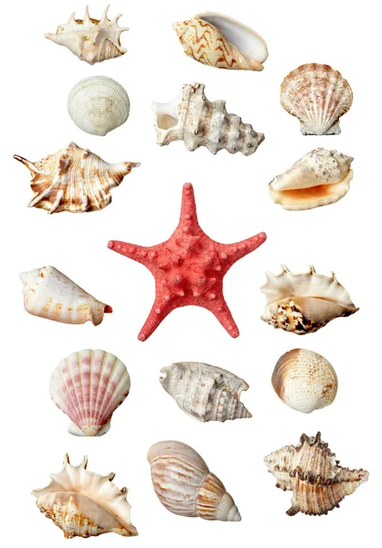 Seashel sea life marine — Stock Photo, Image