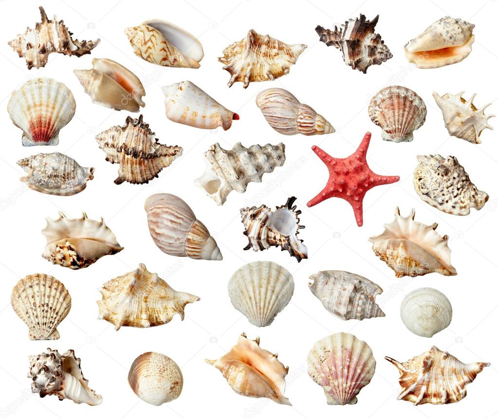Seashel sea life marine