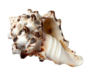 seashel deniz yaşam deniz