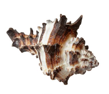 seashel deniz yaşam deniz