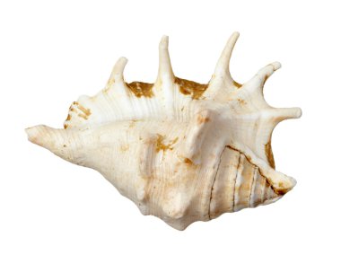 seashel deniz yaşam deniz