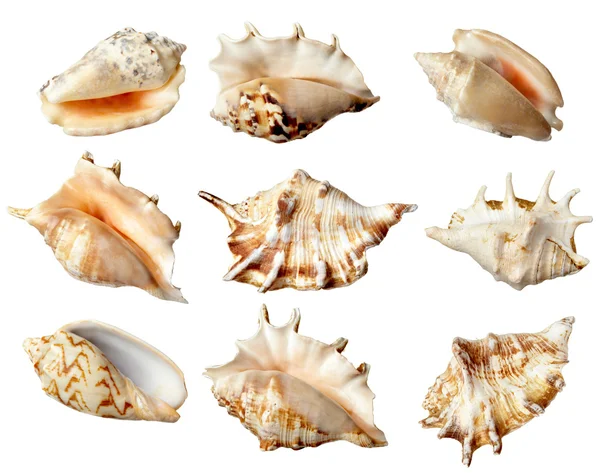 Морской флоры и фауны — стоковое фото