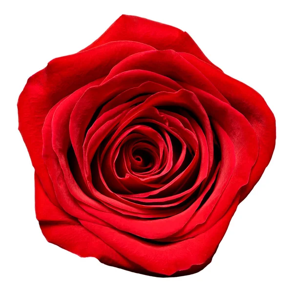 Gül yaprağı çiçeği kırmızı doğa güzel arkaplan