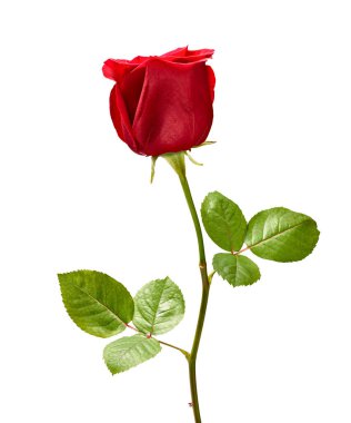 Gül yaprağı çiçeği kırmızı doğa güzel arkaplan