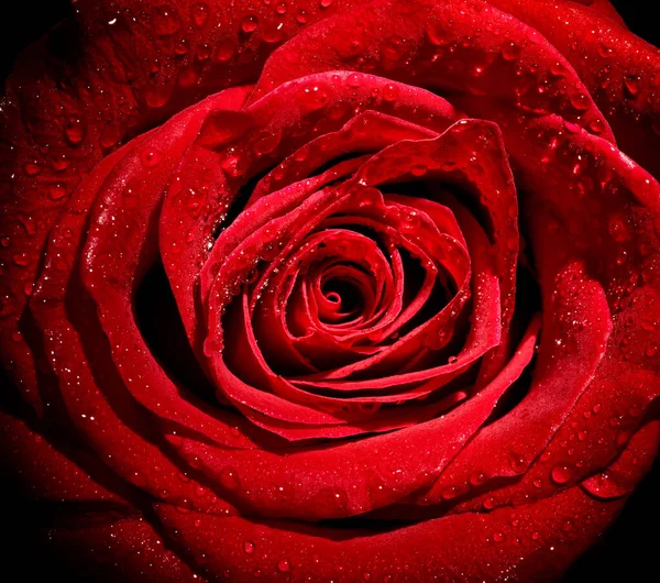 Gül yaprağı çiçeği kırmızı doğa güzel arkaplan