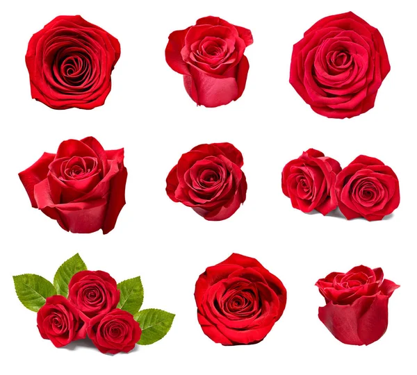 Květina růže okvětní lístek kvítkospm pozadí — Stock fotografie