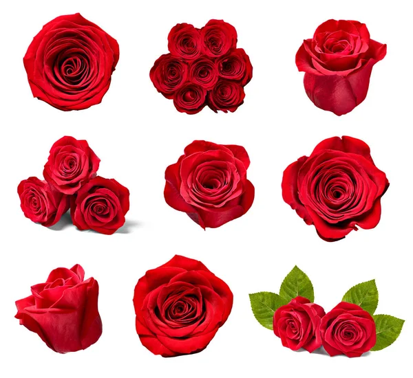 çiçek yaprağı çiçek arkaplanı