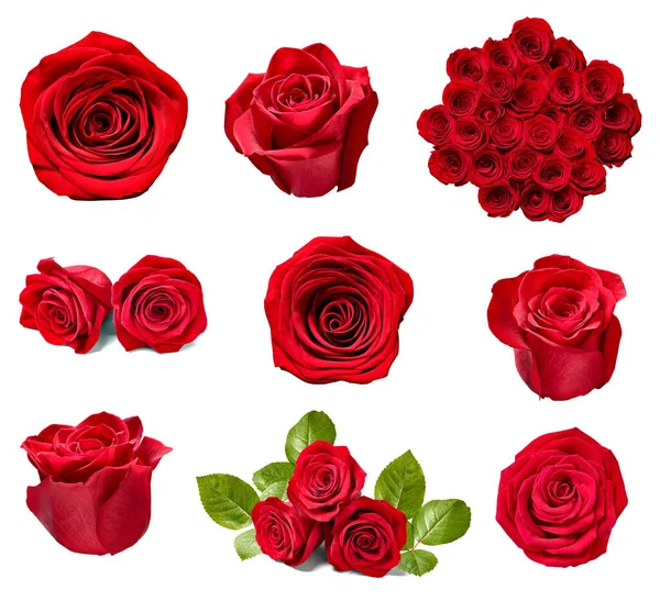 Flower rose petal blosspm background — Φωτογραφία Αρχείου