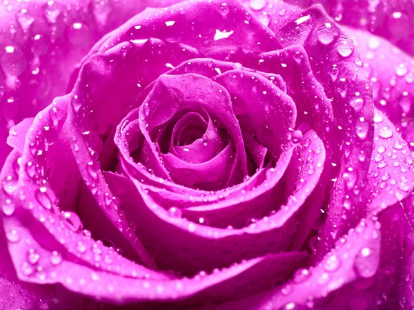 Цветок розовый лепесток цветка красная природа красивый фон — стоковое фото