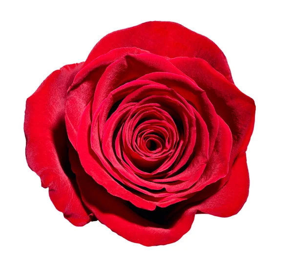 Flor rosa pétala flor vermelho natureza belo fundo — Fotografia de Stock