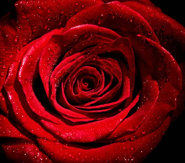 花のバラ花弁の赤自然美しい背景 — ストック写真