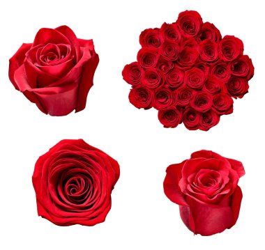 çiçek yaprağı çiçek arkaplanı