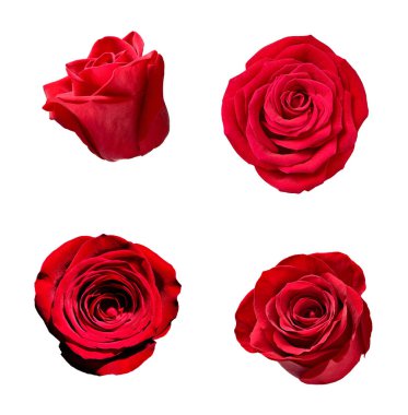 çiçek yaprağı çiçek arkaplanı