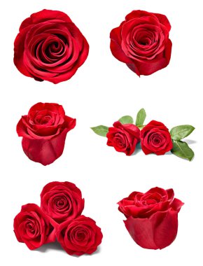 çiçek yaprağı çiçek arkaplanı