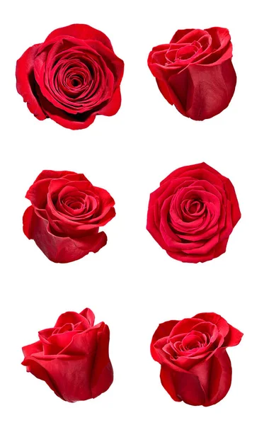 Fleur rose pétale fleur fond — Photo