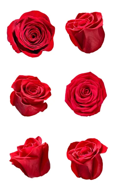 Flower rose petal blosspm background — Stock Photo, Image