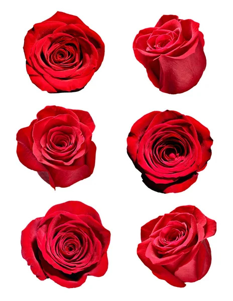 Kwiat róża płatek tło kwiat — Zdjęcie stockowe