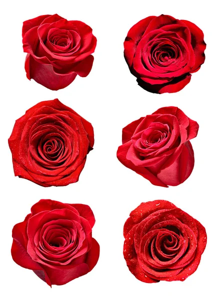 Fleur rose pétale fleur fond — Photo