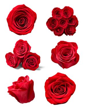 çiçek yaprağı çiçek arkaplanı