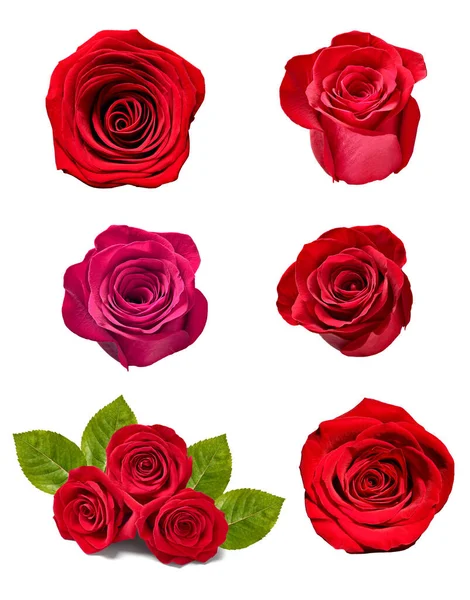 Bloem roos bloemblaadje bloesem achtergrond — Stockfoto
