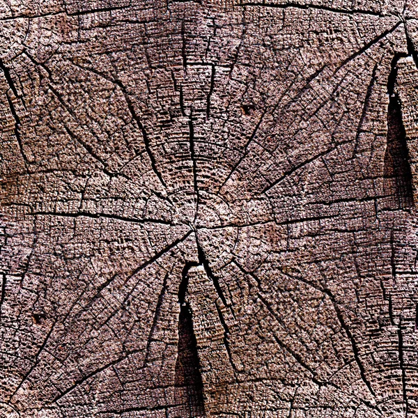 Seamless texture oldest tree in the context of the rings — Stock Photo, Image