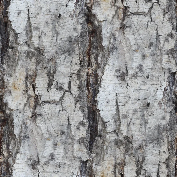 Bouleau texture arbre fond sans couture papier peint — Photo