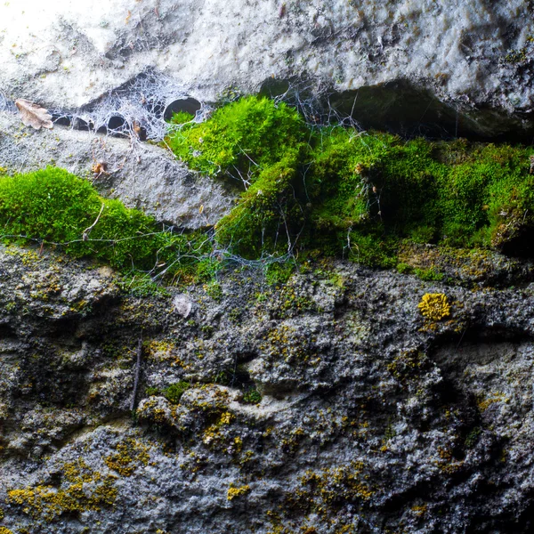 Přírodní textury jeskyně s mechem a pavučiny — Stock fotografie