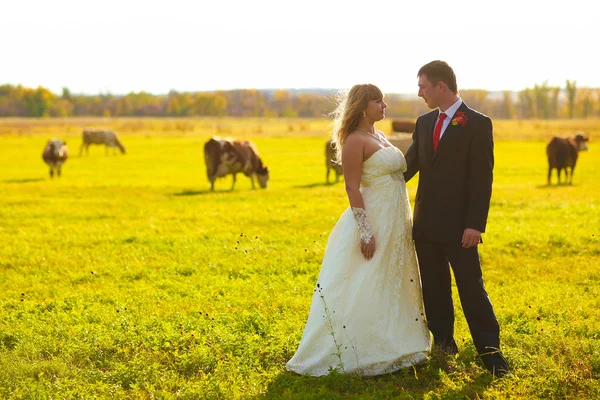 Couple mariée et marié au mariage en automne sont dans le champ jaune — Photo