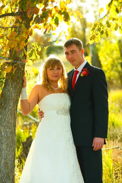 Couple bride and groom stand in autumn forest near tree at sunse — Stock Photo, Image