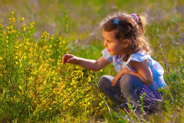 Little baby girl studying touching look at yellow flower(Chamaec — Stock Photo, Image