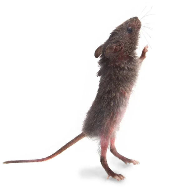 Rato rato cinzento selvagem está em suas patas traseiras cheirando isolado — Fotografia de Stock