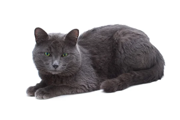Двор серый кот с зелеными глазами сидит глядя в сторону изолированных о — стоковое фото