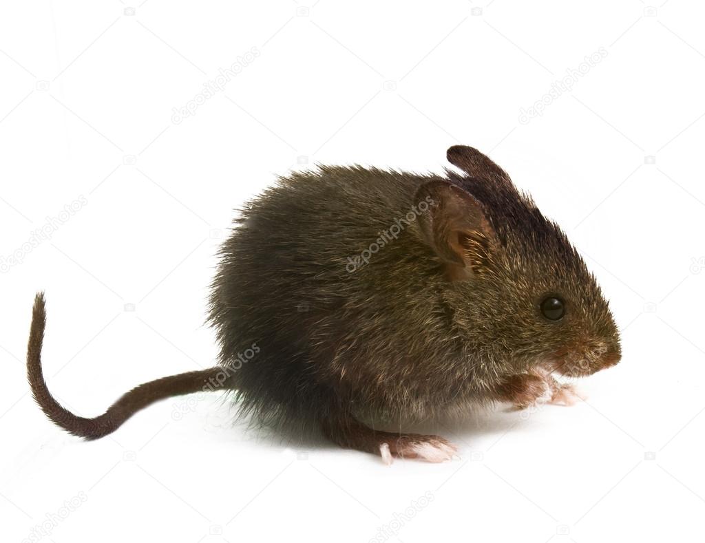 wild rat mouse sniffing is isolated with a white background