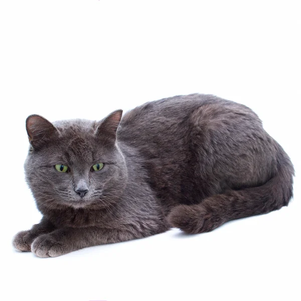 Šedá loděnice kočka se zelenýma očima posezení při pohledu směrem k izolované o — Stock fotografie