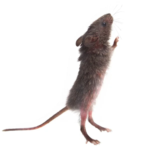 Wild gray mouse rat stands on its hind legs sniffing isolated (c — Stock Photo, Image