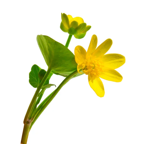 Floresta Ranunculus Ficaria primavera buttercup flor amarela Chistya — Fotografia de Stock