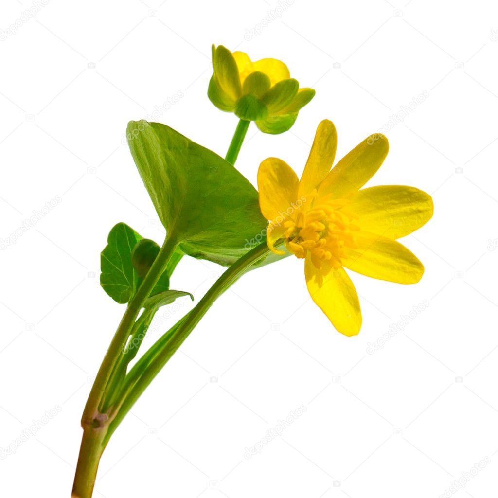 Forest Ranunculus Ficaria spring buttercup yellow flower Chistya