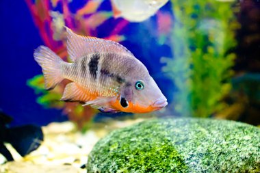 tek renkli balık mavi bir arka plan üzerinde okyanus su