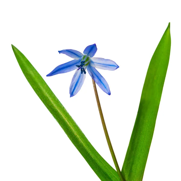 Campanas azules primavera flores scilla bifolia bosque azul flor isola — Foto de Stock