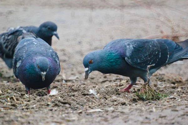 座っている灰色の 2 つの野生ハト鳩 — ストック写真