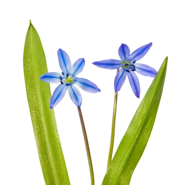 Primavera flores campanas azules Scilla bifolia azul bosque flor isola — Foto de Stock